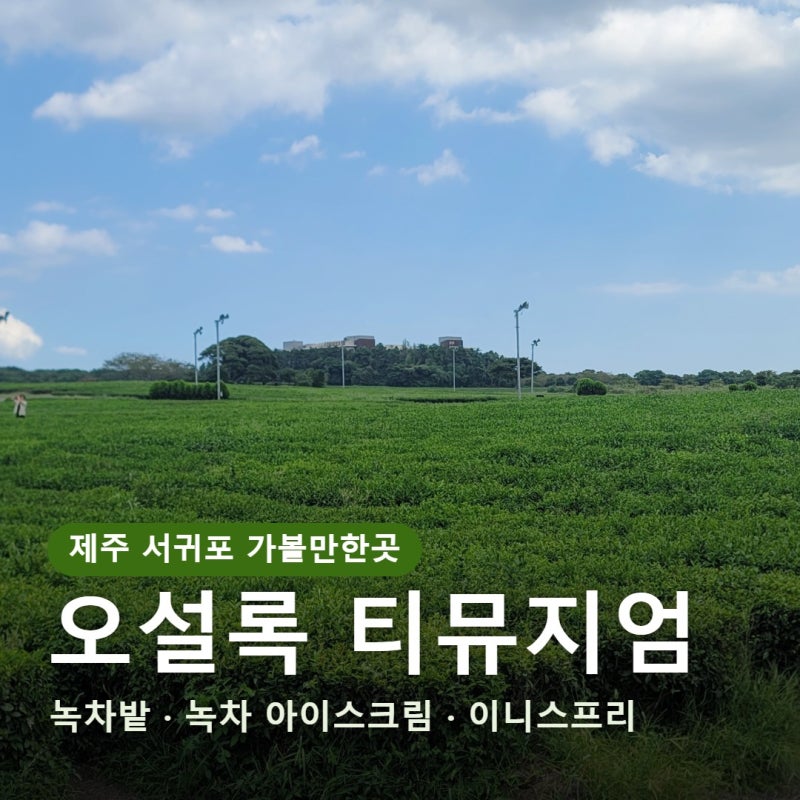 제주 서귀포 가볼만한곳 오설록 티뮤지엄, 운영시간, 아이랑 가볼만한곳 녹차밭 산책과 녹차....