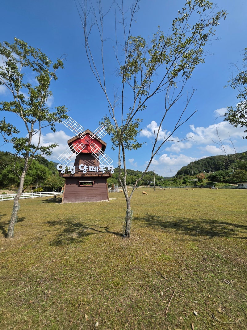양평 | 양떼목장 | 아이랑 가볼만한곳 | 양 먹이주고 실컷 뛰어논 하루