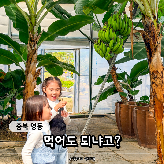 "바나나를 따먹어도 될까?" 영동 과일나라 테마공원, 20분만 들렀는데 또 타겠다는 6세 둥이