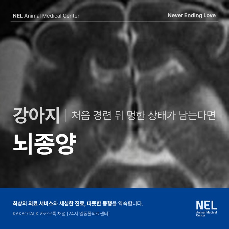 강아지 뇌종양 검사, 언제부터 MRI를 생각해야 할까요