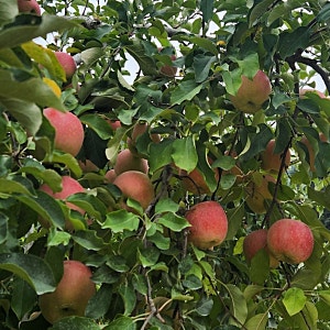 엔비사과(Envy Apple) 어떤 사과_맛 & 출하시기
