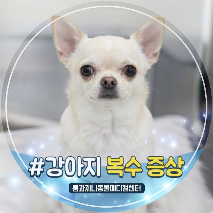 강아지 복수 차는 증상, 찼을때 대처 방법까지 확인하세요!