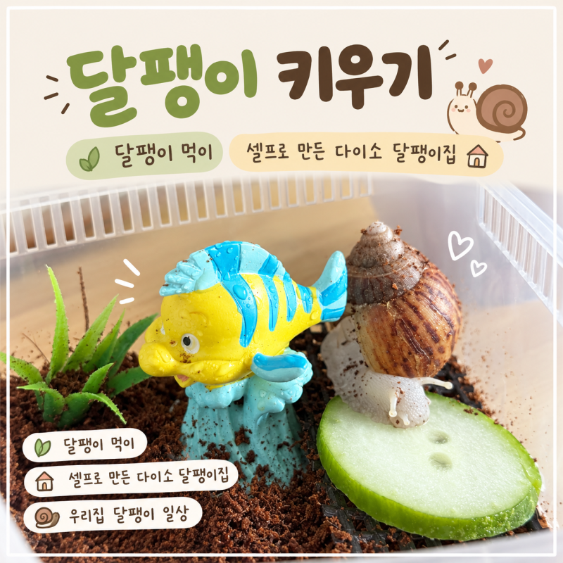 갑분 달팽이 키우기! 달팽이 먹이, 셀프로 만든 다이소 달팽이집