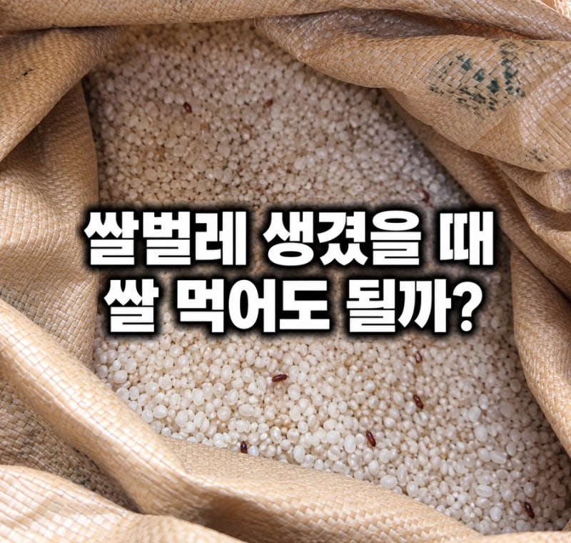 쌀벌레 생겼을 때 쌀 먹어도 될까? 없애는 법과 쌀 보관방법