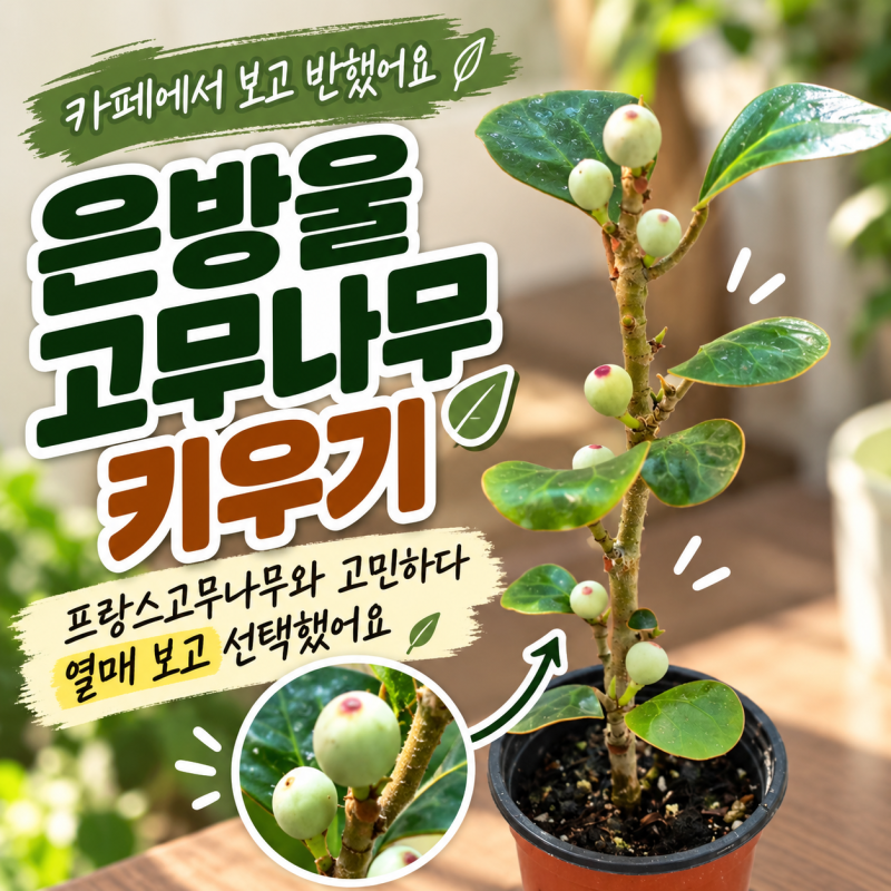 은방울고무나무 키우기, 프랑스고무나무와 고민하다 열매 보고 선택했어요