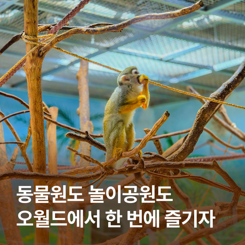 대전 오월드 완전 정복, 하루가 짧은 네 가지 즐거움