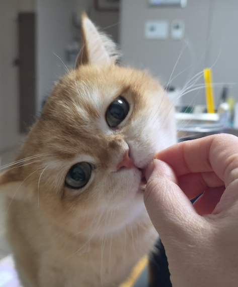 아기고양이 간식 북어트릿 고양이 간식 추천 저염이라 건강하답니다