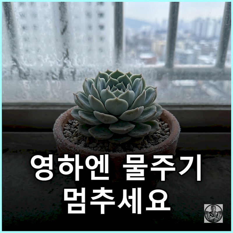 "영하로 떨어질 땐 굶기는 게 낫습니다" 한파 전 베란다 화분 물주기 기준