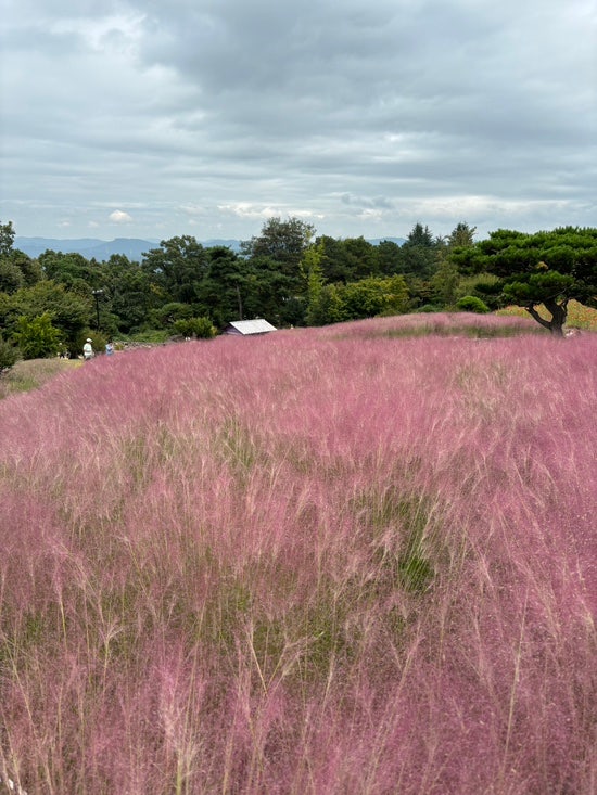 Must-Visit Places Near Daegu! Chilgok Gasan Supia: Autumn Flowers and Pink Muhly Spot, Recommended for Autumn Family Outings!