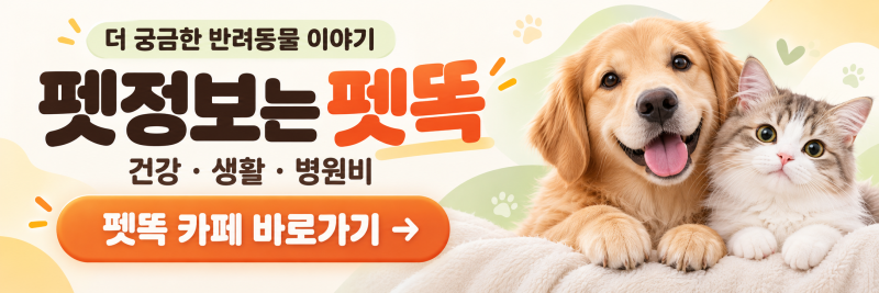 고양이 펫보험, 비뇨기·신장·치과를 먼저 보는 이유