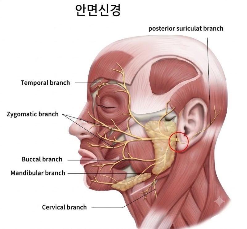 어느 날 갑자기 얼굴이 비뚤어진다면? 안면신경마비(구안와사) 원인과 증상 ....
