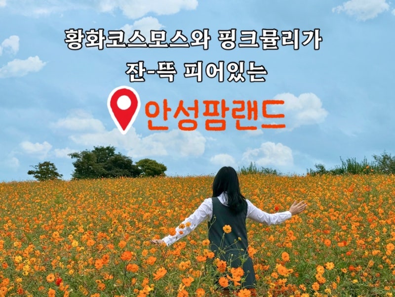 황화코스모스와 핑크뮬리가 만개해있고 동물들도 많은 안성 팜랜드 (실시간 개화상황)