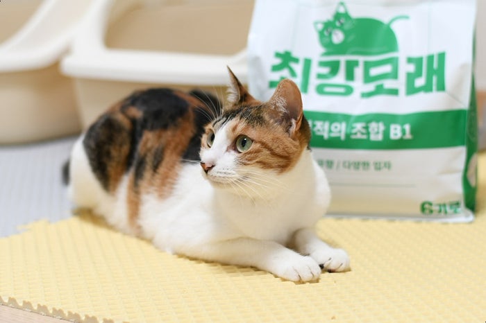 벤토나이트 고양이 모래 버리기 화장실 관리 방법