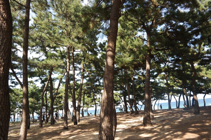 강릉 경포호에서 경포해변까지｜해송숲 따라 걸어본 경포 산책코스