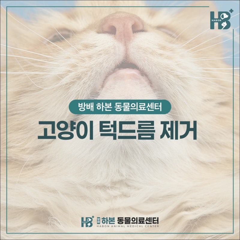 고양이 턱드름 제거 전 꼭 확인할 것, 모낭염, 2차 감염 주의 사항!