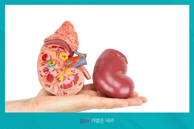신장에 물혹이 있으면 위험한가요? 더맑은내과에서 알려드려요