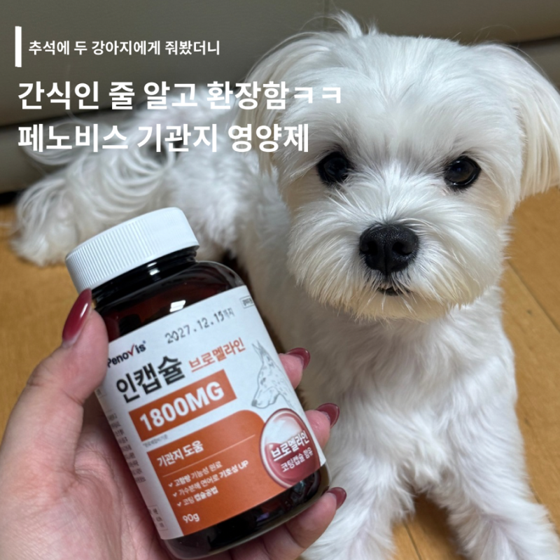 강아지 기관지영양제 페노비스, 댕댕이 인기템 인캡슐 브로멜라인