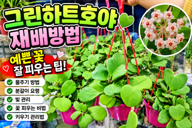 그린하트호야 재배방법, 꽃 잘 피우는 방법까지 직접 키워보니