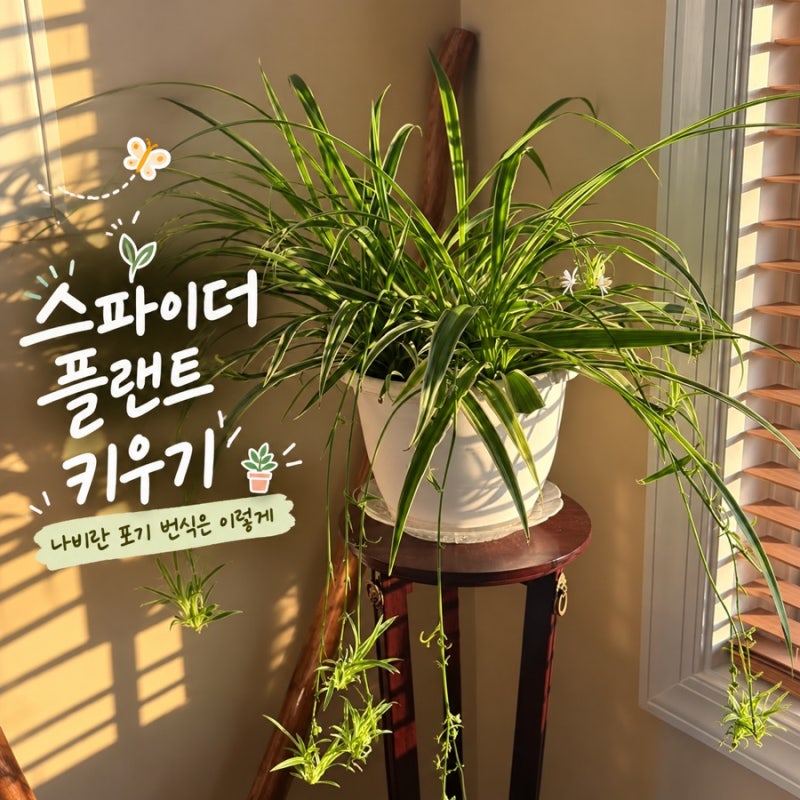 스파이더 플랜트 키우기, 나비란 포기 번식은 이렇게