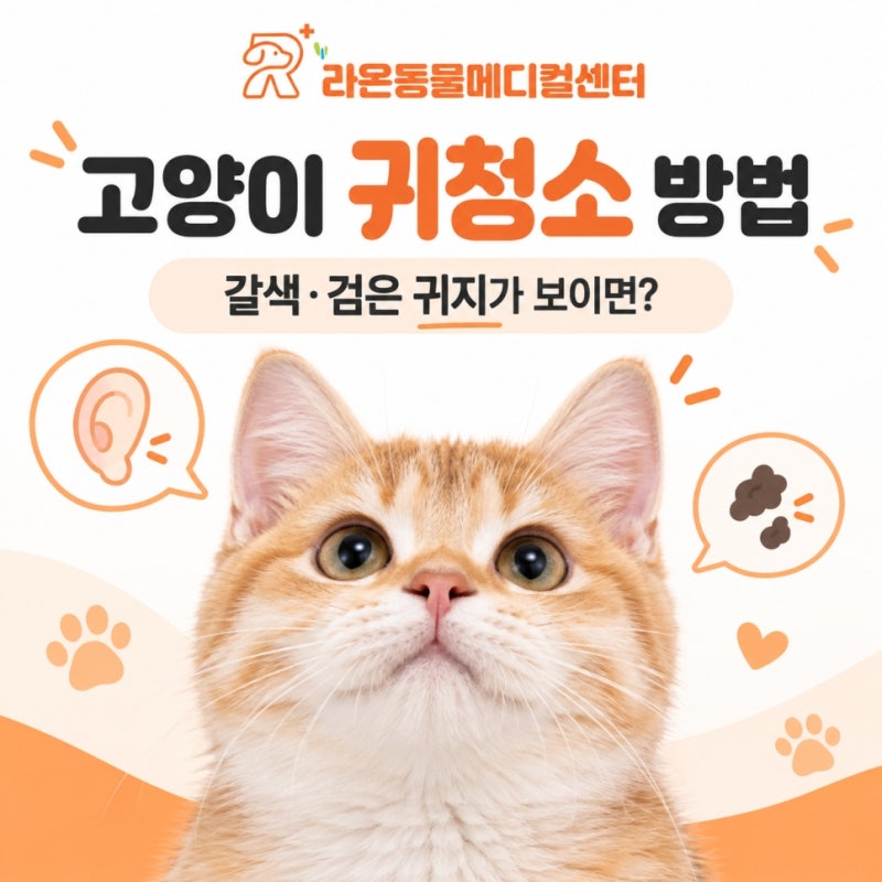 고양이 귀청소 방법, 갈색 검은 귀지가 보이면 치료 대처 방법은?