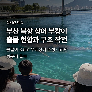 부산 북항 상어 부캉이 뜻과 종류, 55만 인파와 구조 작전