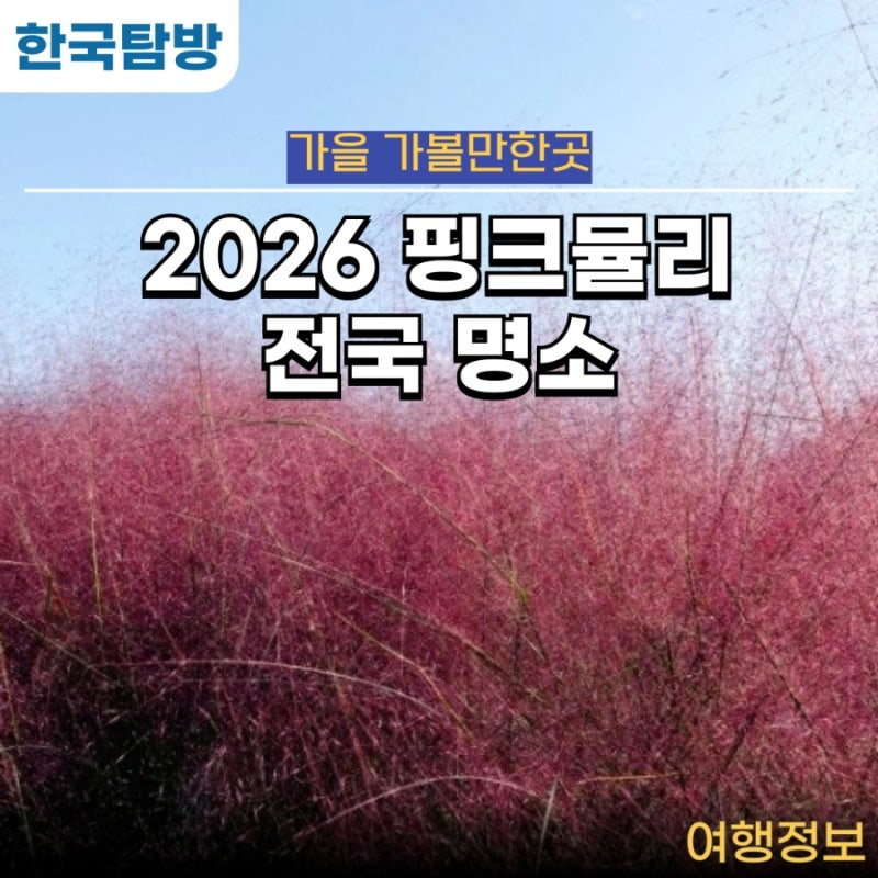2026 핑크뮬리 개화시기 지금 가볼만한 전국 핑크뮬리 명소 정보