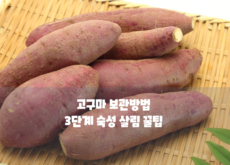 고구마 보관방법 썩지 않고 꿀맛 유지하는 3단계 숙성 살림 꿀팁