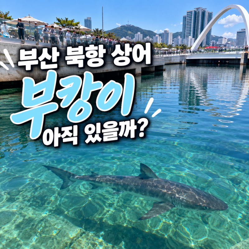 부산 북항 상어 부캉이 위치 어디? 잘 보이는 스팟·10월 2일 구조 예정