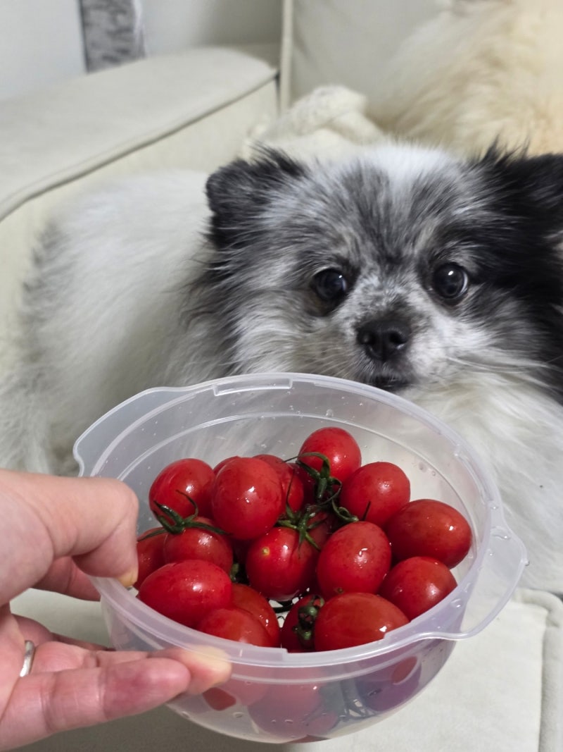 고양이 강아지 방울 토마토 이렇게 주는 게 중요해요
