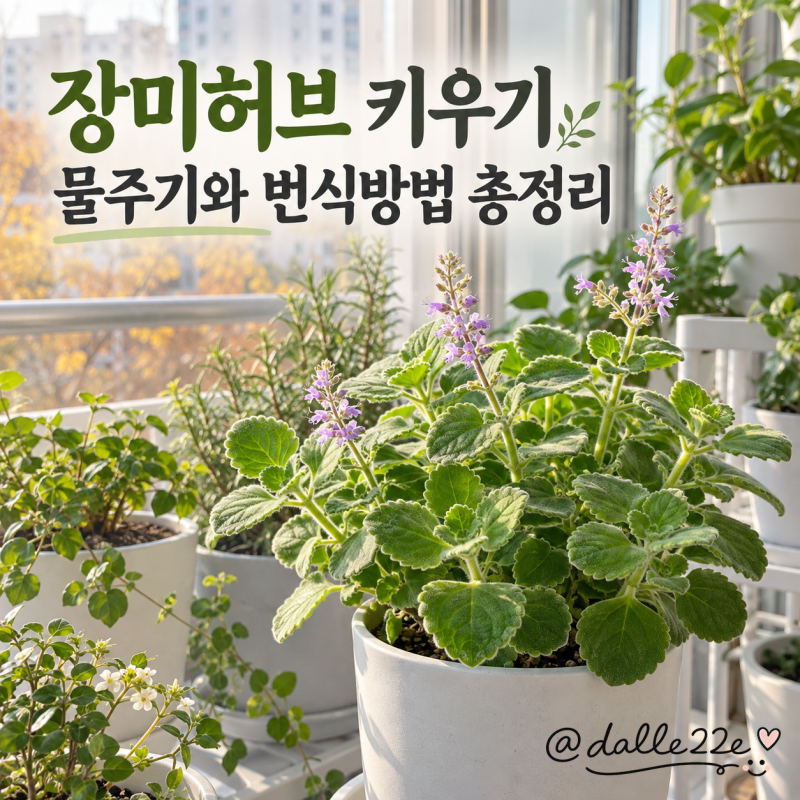 장미허브 키우기 물주기와 번식방법 총정리