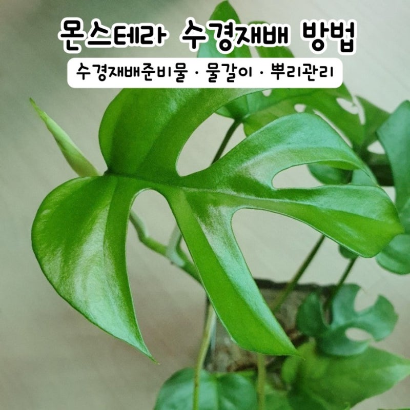 몬스테라 수경재배 방법 물갈이부터 뿌리 관리까지