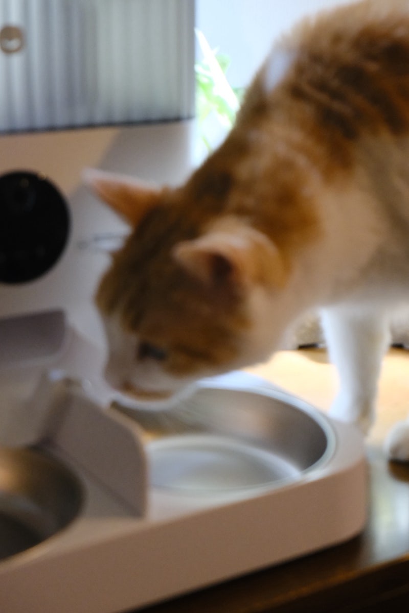 헤이홈 스마트 펫 자동 급식기 | 두냥집사의 소비 | 고양이