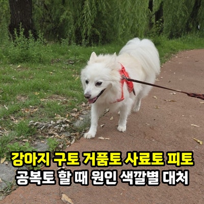 강아지 구토 거품토 사료토 피토 공복토 할 때 대처는? 노란토 갈색토 흰색토 초록토 원인과 ....