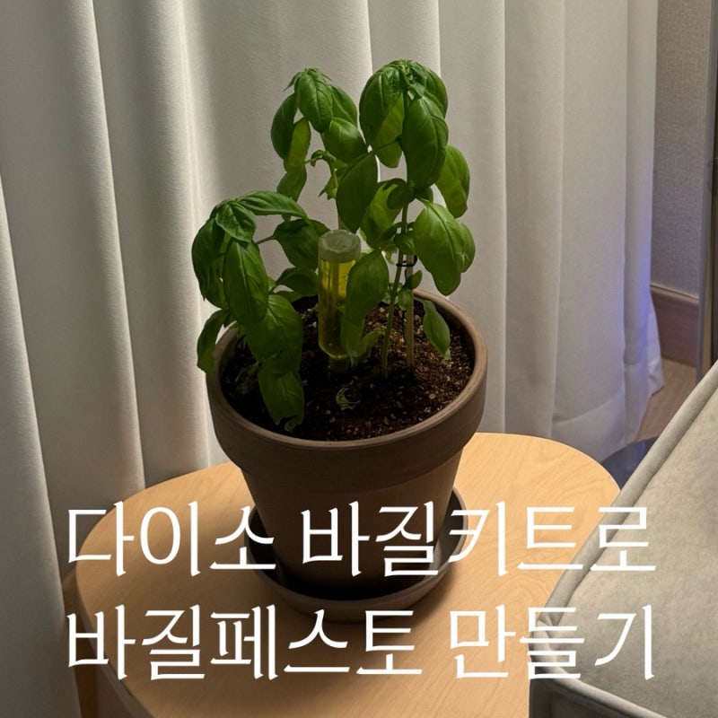 다이소 바질키우기 키트로 바질페스토 만들어 먹기 (우여곡절 포함)