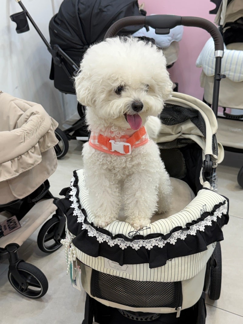 강아지유모차 개모차 전문점 펫막스에서 한 대 뽑았습니다