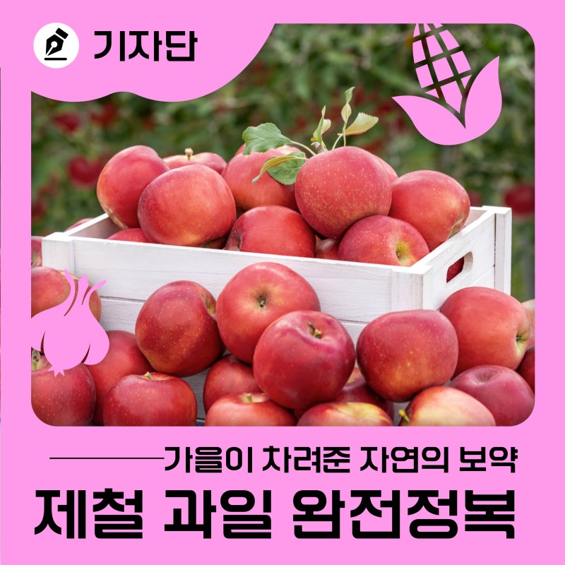 가을이 차려준 자연의 보약, 제철 과일 완전정복