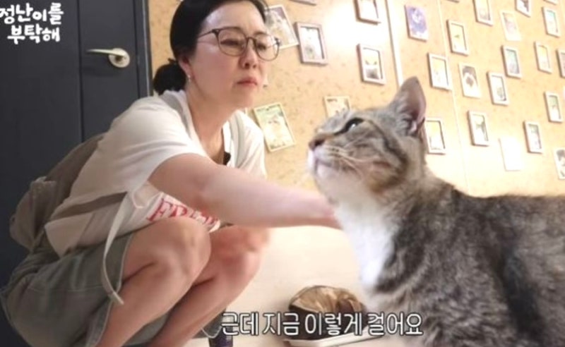 김정난 근황 송일국 결별 이유 리즈 집 투병 고양이