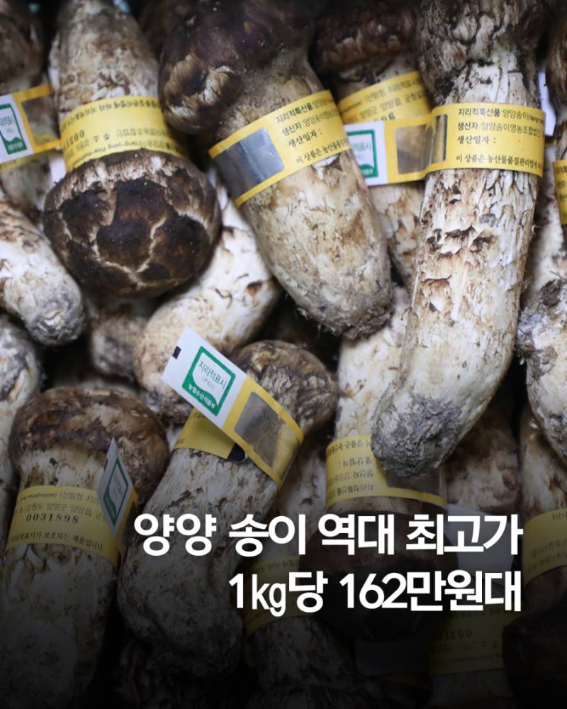 양양 송이 1㎏에 162만원…역대 최고가 또 경신
