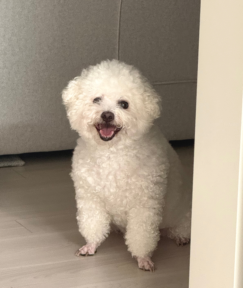 강아지 쿠싱증후군 ACTH 검사 결과｜약 용량은 그대로, 1개월 약 값 비용