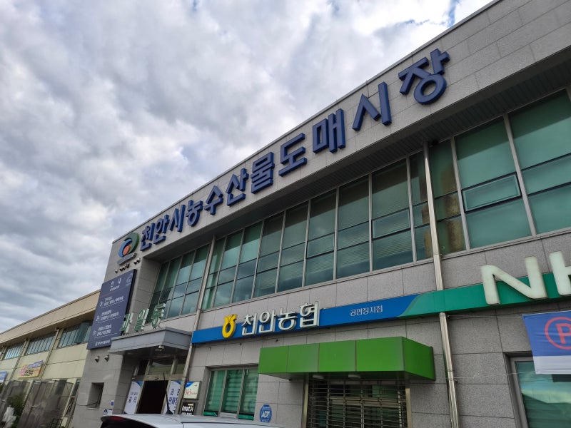 천안 산오징어·광어 포장, 유행하는 깻잎막회까지 @천안시농수산물도매시장