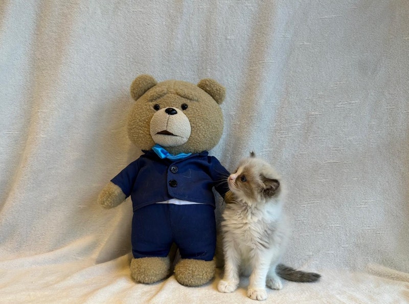 아기고양이 밥 먹이기를 3개월 동안 바꾼 과정