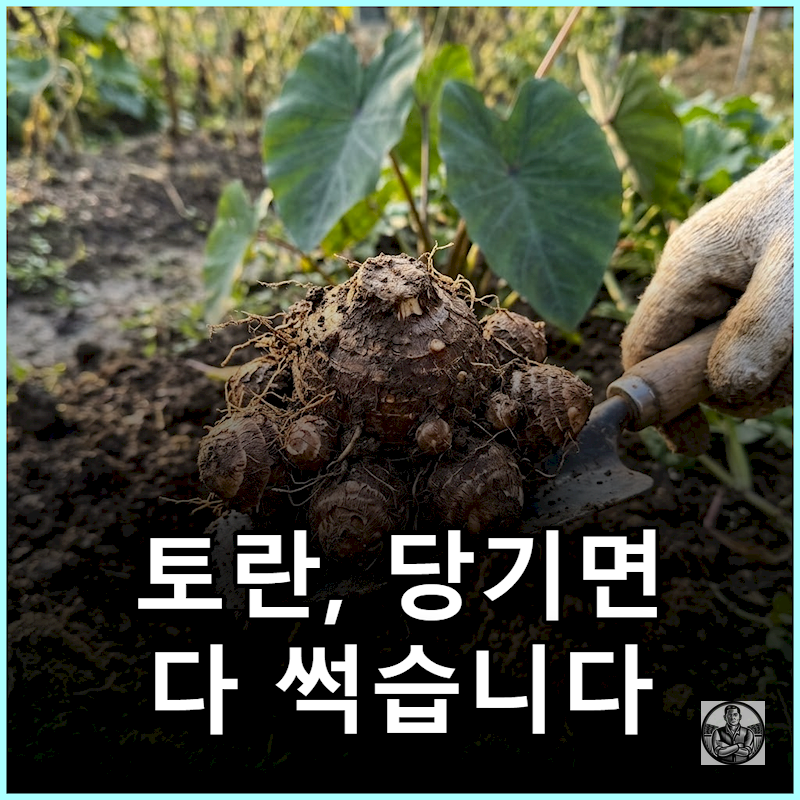 "잎 싱싱하다고 무작정 당겼다간" 토란 알맹이 쪼개져 다 썩는 이유