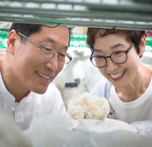발효 꽃송이버섯 효소 직접 써본 솔직 사용기