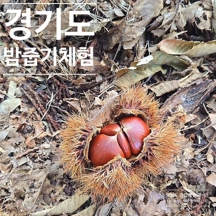 경기도 밤줍기 체험 화성 미미림 밤줍기 알밤보관법 정보