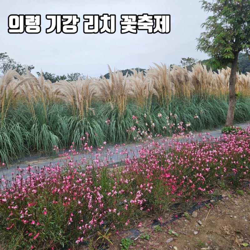 의령 기강 리치 꽃축제 후기 경남 아이랑 가기 좋은 꽃명소
