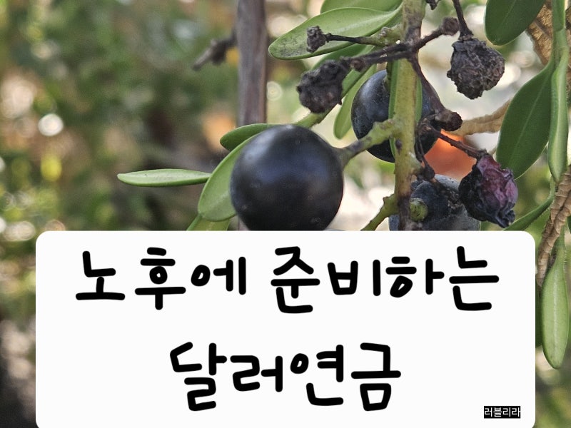 AIA 달러로 받는 연금 보험 III 2형 2종 가입 후기/외화 보험/달러 보험/환전수수료 없는 비과세....