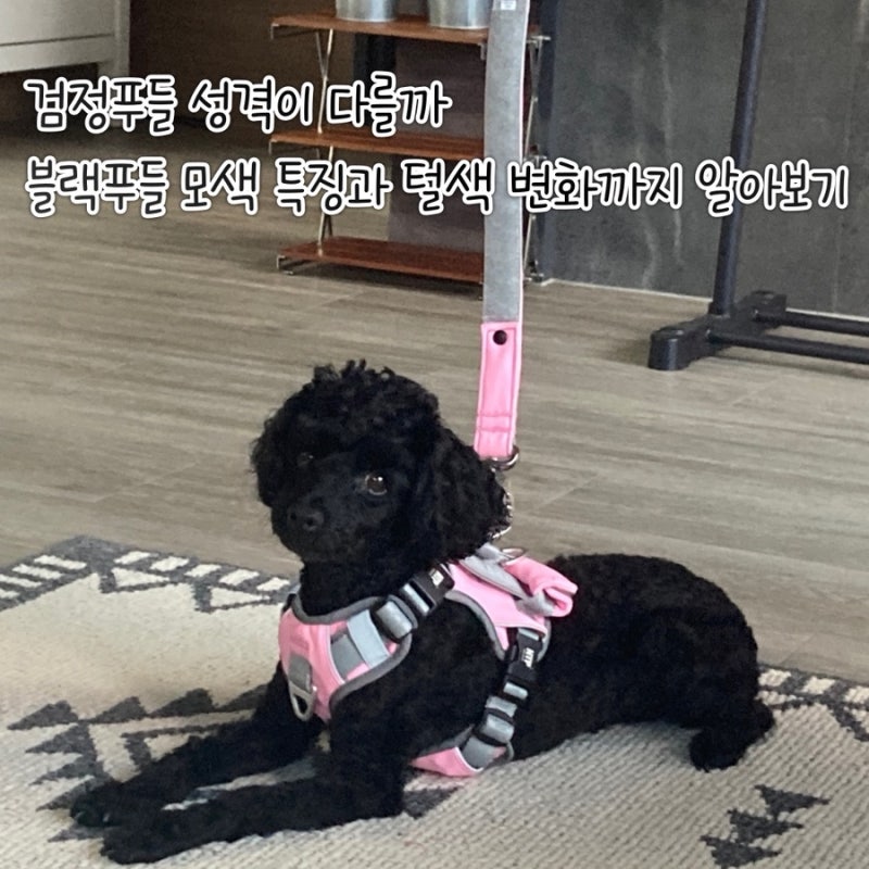 검정푸들 성격이 다를까 블랙푸들 모색 특징과 털색 변화까지 알아보기