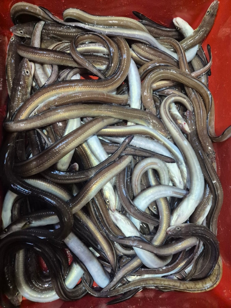 반건조장어 (땟밤장어)