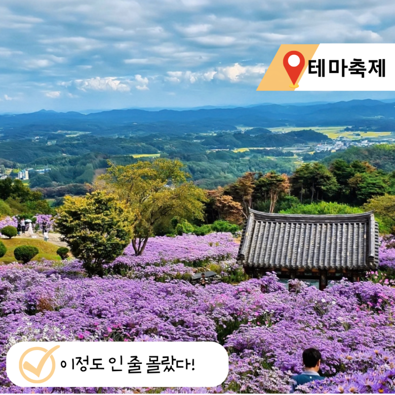 문경 봉천사 개미취 축제 실시간 개화 입장료 기간 주차, 해발 360m가 전부 보랏빛?