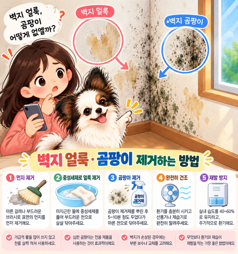 벽지 곰팡이 제거 방법｜곰팡이 냄새까지 없애는 생활관리 팁